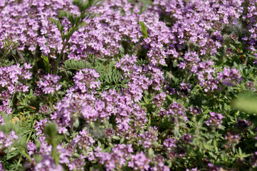 Obraz premium Wild Thyme Thymus doerfleri