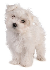 Maltese bichon puppy standing