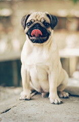 Obraz premium pug on a white background. Portrait of a puppy pug