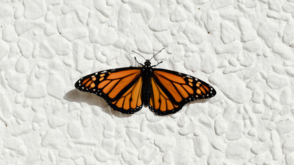 Butterfly monarch, Danaus plexippus, on white wall