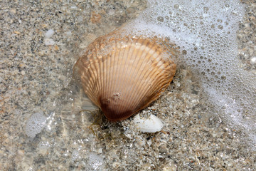 Heart cockle lies on the beach and is flown around