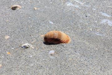 Heart cockle shells lie on the beach in the sand