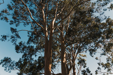 eucalyptus gum tree shot outdoor under strong sunshine