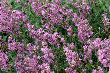 Obraz premium Lychnis viscaria L. – clammy campion