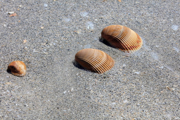 Three heart cockles  lie on the beach in the sand