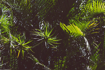 tropical palm trees with sun shinging through their leaves  shot outdoor under strong sunshine