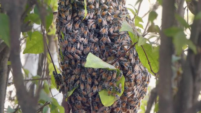 Medium Shot of a Bee Colony Swarming Over a Honeycomb Structure Through the Branches