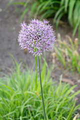 Persian Onion (Allium aflatunense) flower