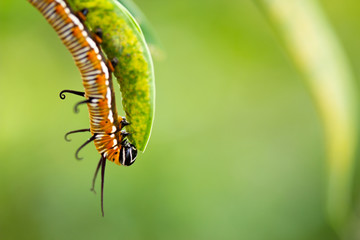 Common crow caterpillar eating leaf closeup left third 2