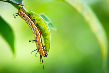 Common crow caterpillar eating leaf of plant closeup left third 3