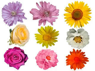 Foto op Plexiglas Verschillende bloemen geïsoleerd op een witte achtergrond. © qwertfak