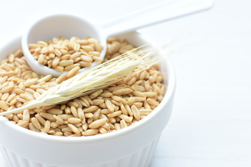 Oat grains accompanied by wheat ears in containers for display
