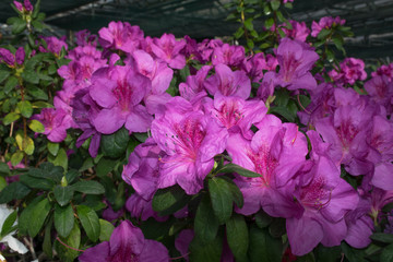 Fototapeta premium Pink azalea bush in greenhouse. Beautiful flowers. Season of flowering azaleas.