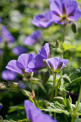 Geranium Johnson blue flower close-up