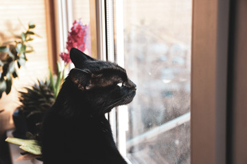 black cat looking out the window