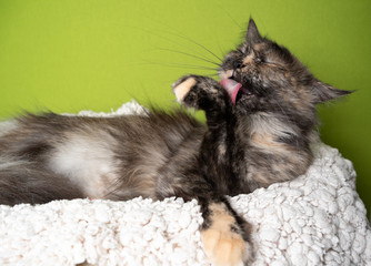 tortoiseshell maine coon cat lying on side grooming fur licking paw on comfortable white blanket in...
