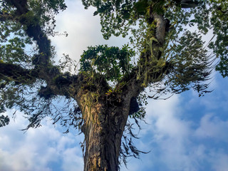 Big Tree in the Middle of Hike to the Ciudad Perdida (Lost City) Tayrona Park, Magdalena / Colombia