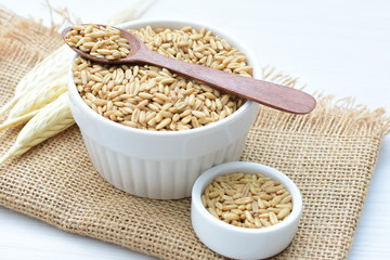 Oat grains accompanied by wheat ears in containers for display