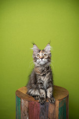 portrait of a cute and curious tabby maine coon kitten sitting on stool looking at camera in front...