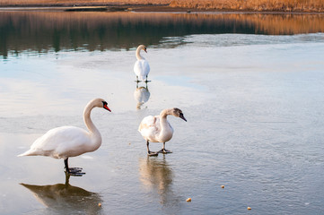 portrait of beautiful white swans on big lake with beautiful sky