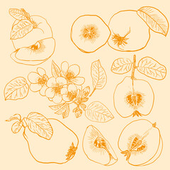 Quince fruit leaves flowers set