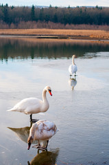 portrait of beautiful white swans on big lake with beautiful sky