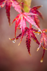 bright red japanese maple leaves in the rain, autumnal foliage with water droplets, macro fall leaf