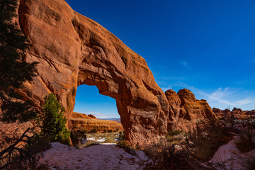 Pine Tree Arch in the Snow