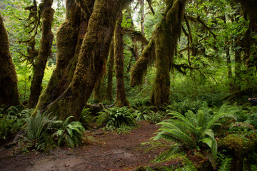 Hoh Rainforest in Olympic National Park 