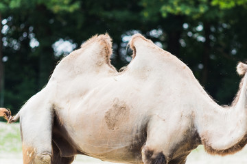 dromedary with his two humps in wild life