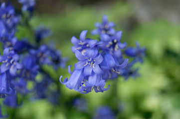 Lathyrus vernus spring vetchling, spring pea