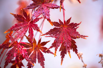 bright red japanese maple leaves in the rain, autumnal foliage with water droplets, macro fall leaf