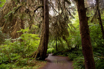 Hoh Rain forest in Olympic National Park 
