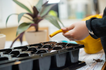 child's hands watering soil with seeds sown in a seedling plate.