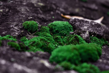 Green moss