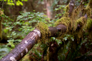 Hoh National Rain Forest 