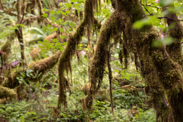Hoh National Rain Forest 