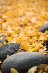 bright yellow ginkgo leaves in the rain, autumnal foliage, macro fall leaf, golden maidenhair leaf
