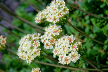 sulphurflower buckwheat Eriogonum umbellatum