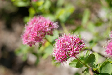 dense-flowered spiraea rose meadowsweet  Spiraea densiflora