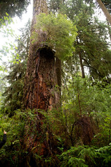 Hoh National Rain Forest 