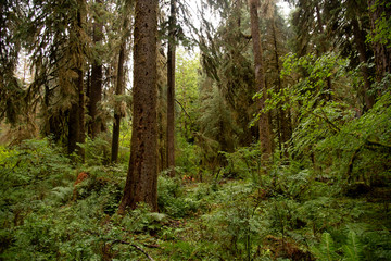 Hoh National Rain Forest 