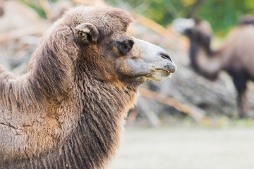 Fototapeta premium dromedary with his two humps in wild life