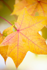 bright yellow grape leaves in the rain, autumnal foliage with water droplets, macro fall leaf