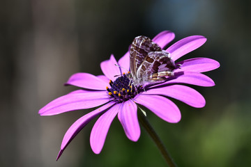 Little butterfly ridding the nectar of a purple flower