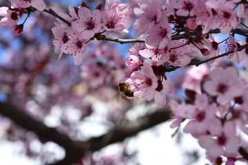 Tree full of beautiful pink flowers illuminated by the morning sun