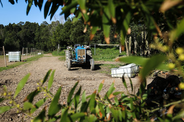 Old blue and white tractor standing on a farm in the sun on a spring afternoon. Surrounded by green vegetation.