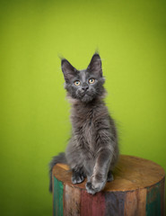 Fototapeta premium portrait of a cute blue maine coon kitten looking at camera in front of green background with copy space