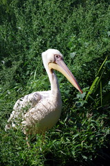 White pelican