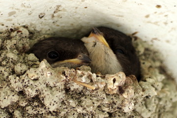 Swallow nestlings in the nest